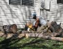 Stump Removal | Colorado | John Egart's Tree Service